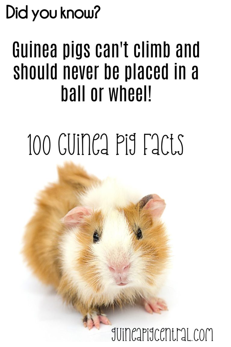 The Ultimate Guide 100 Incredible Guinea Pig Facts - zjjaoai