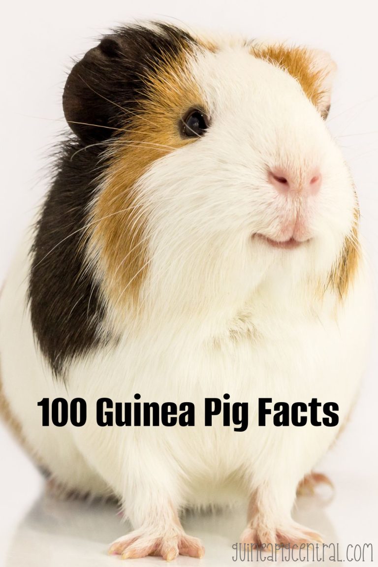 100 Guinea Pig Facts - Guinea Pig Central