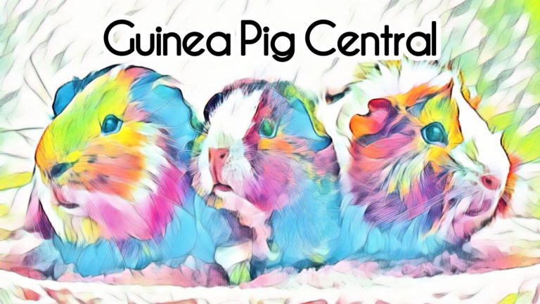 100 Guinea Pig Facts Guinea Pig Central 100 Guinea Pig Facts Guinea Pig Central