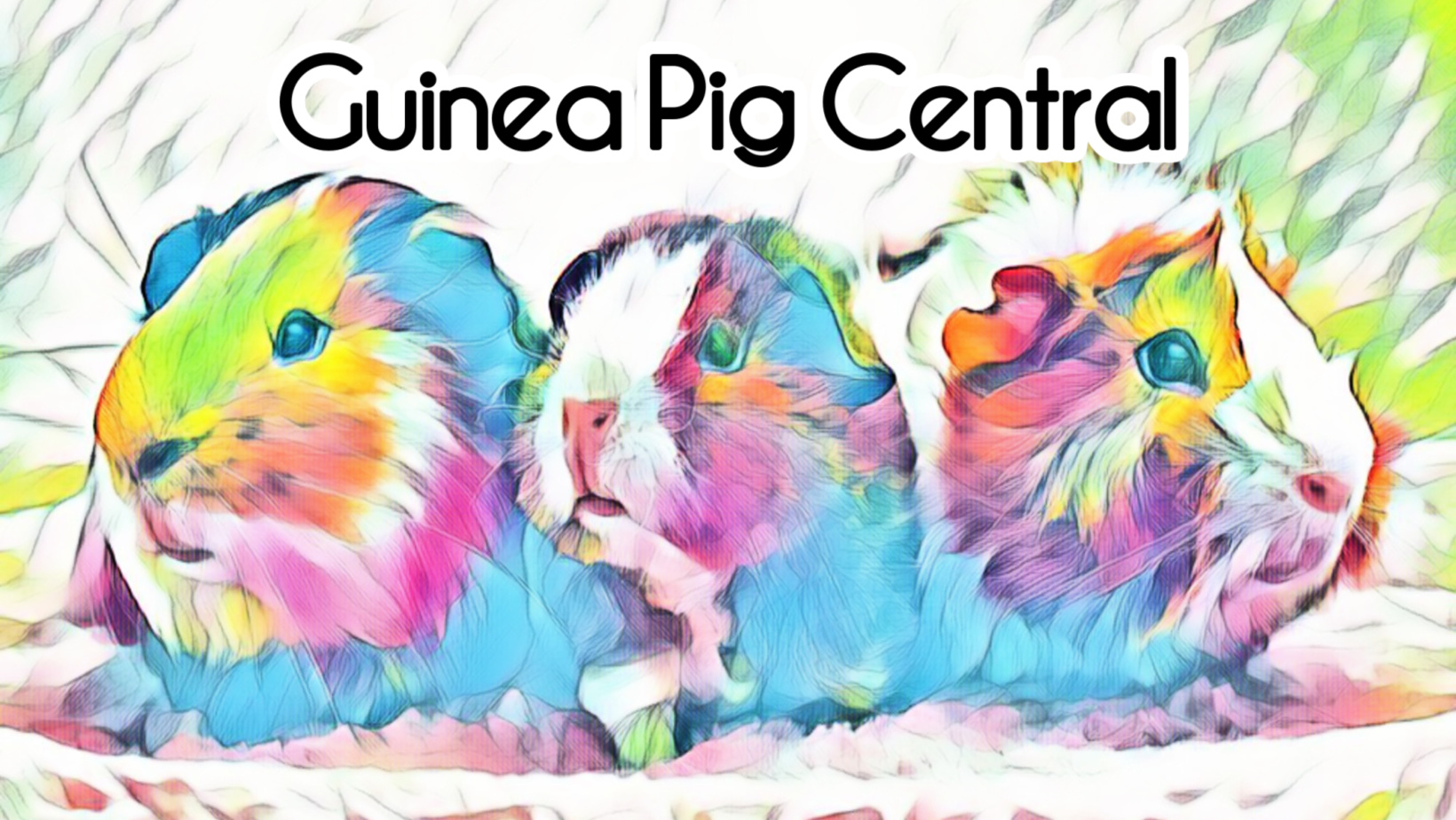 100 Guinea Pig Facts - Guinea Pig Central