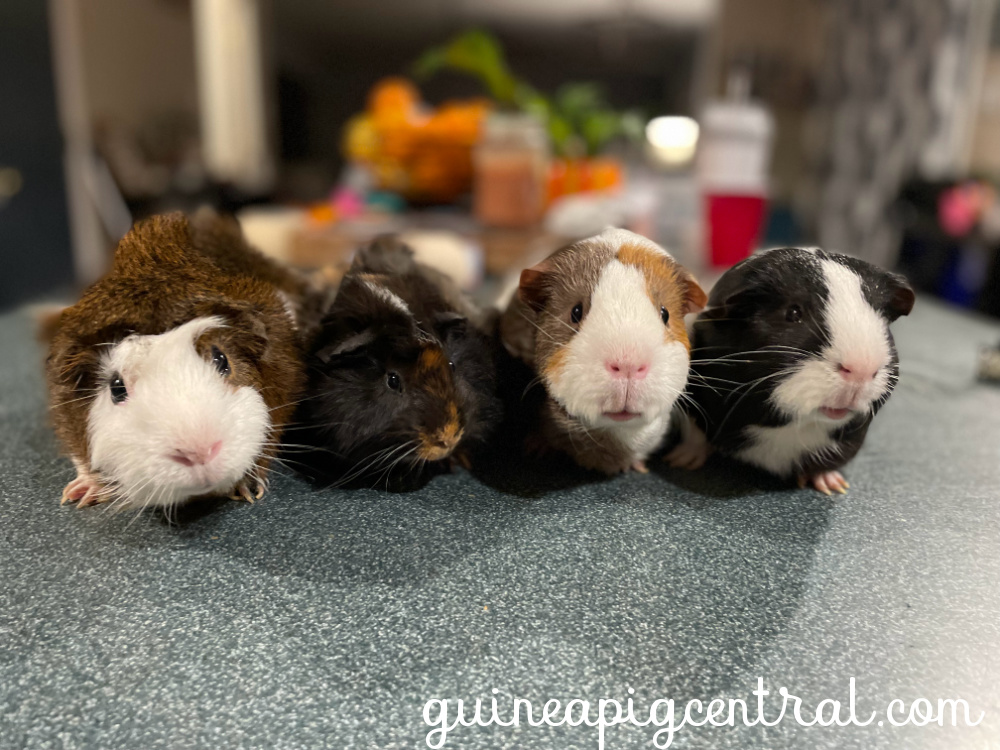 Guinea pig central